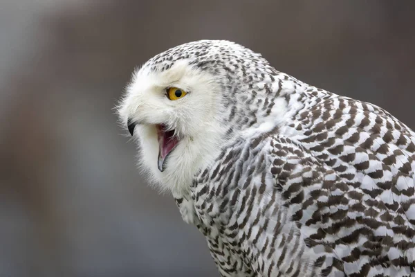 Closeup Snowy Owl Bubo Scandiacus Wild — Stock Photo, Image