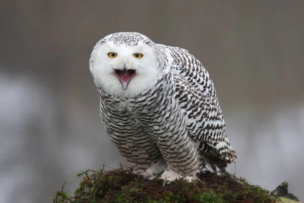 Closeup Snowy Owl Bubo Scandiacus Wild — Stock Photo, Image