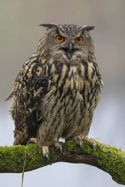 Closeup Eurasian Eagle Owl Bubo Bubo Wild — Stock Photo, Image