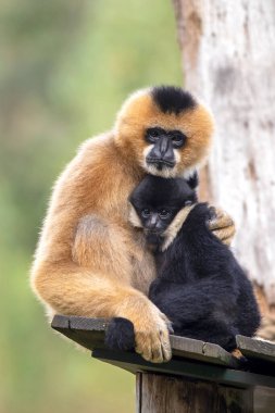 Kuzeyli beyaz yanaklı bir maymunun (Nomascus leucogenys) ormanda çocuklu maymun anasının yakın plan görüntüsü.