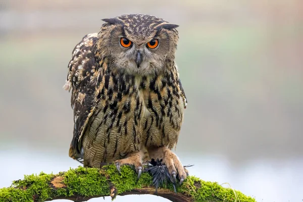 Closeup Eurasian Eagle Owl Bubo Bubo Wild — Stock Photo, Image