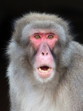 Japon makağı, Macaca fuscata, ağzı açık kırmızı yüzlü maymun. 