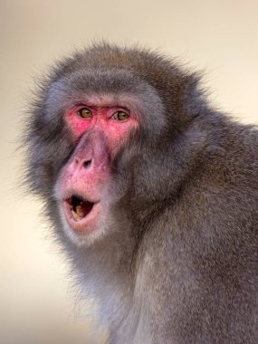 Japon makağı, Macaca fuscata, ağzı açık kırmızı yüzlü maymun. 