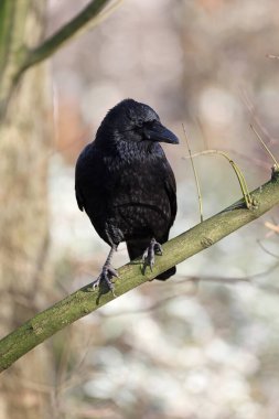 Yaygın kuzgun kuşu, ağaç dalında kocaman siyah bir kuş. 