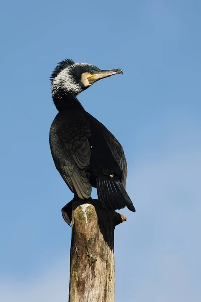 Velký Kormorán Phalacrocorax Carbo Pták Kmeni Stromu Proti Modré Obloze — Stock fotografie