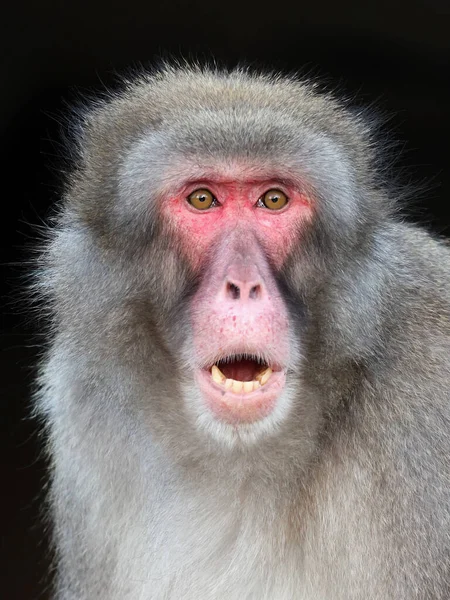 Ιαπωνική Μακάκος Macaca Fuscata Κόκκινο Πρόσωπο Μαϊμού Ανοιχτό Στόμα — Φωτογραφία Αρχείου