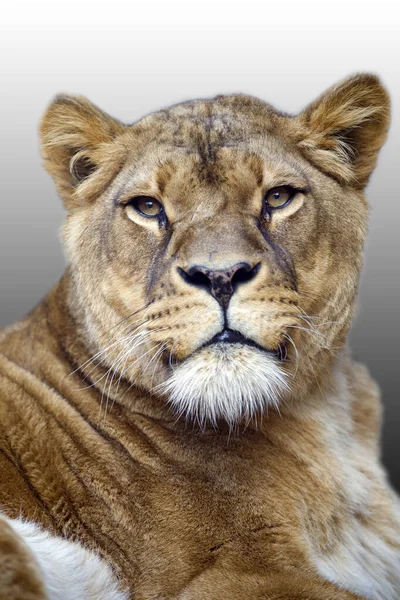 Depredador Animal Leona Panthera Leo — Foto de Stock
