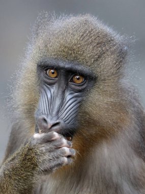 Mandrill maymunu, Mandrillus sfenks kameraya bakıyor.