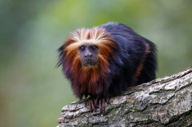 Altın başlı aslan tamarin, Leontopithecus chrysomelas 