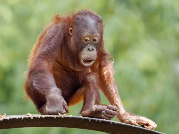 Bebé Pelo Naranja Orangutanes Gran Mono Pongo Pygmaeus Youngster —  Fotos de Stock