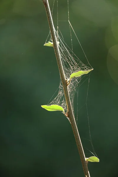 Primer Plano Tela Araña Rama Diminuta Del Árbol Con Hojas —  Fotos de Stock