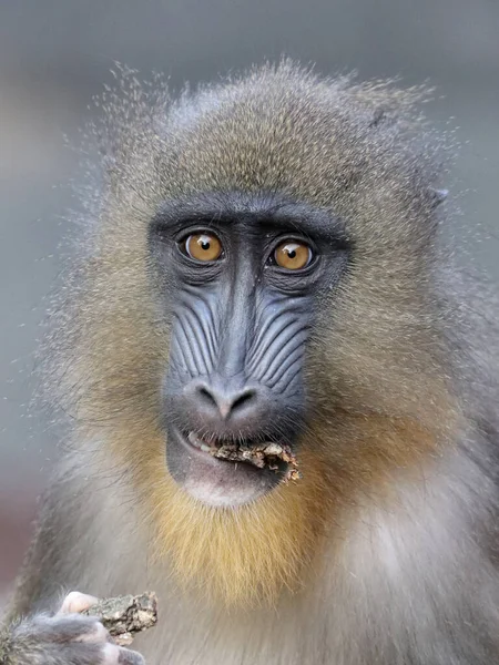 Mandrill Baboon Monkey Mandrillus Sphinx Looking Camera — 图库照片