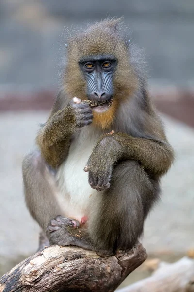 Mandrill Pavianaffe Mandrillus Sphinx Blickt Die Kamera — Stockfoto