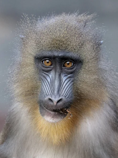 Mandrill Baboon Monkey Mandrillus Sphinx Looking Camera — Stock Photo, Image