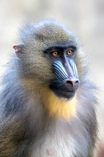 Mandrill Maymunu Mandrillus Sfenks — Stok fotoğraf