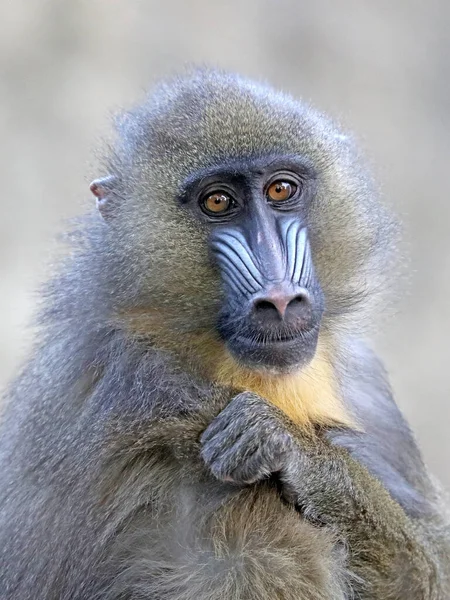 Macaco Babuíno Mandrill Mandrillus Sphinx Olhando Para Câmera — Fotografia de Stock