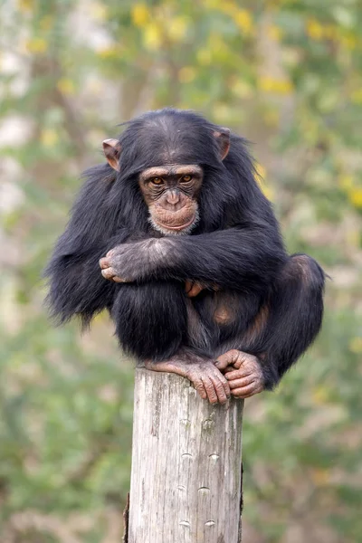 チンパンジー霊長類パントログロダイテスが木の切り株の上に座り — ストック写真