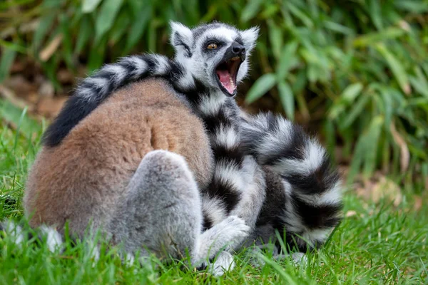 Opice Kroužkovým Ocasem Lemur Catta Otevřenou Pusou — Stock fotografie