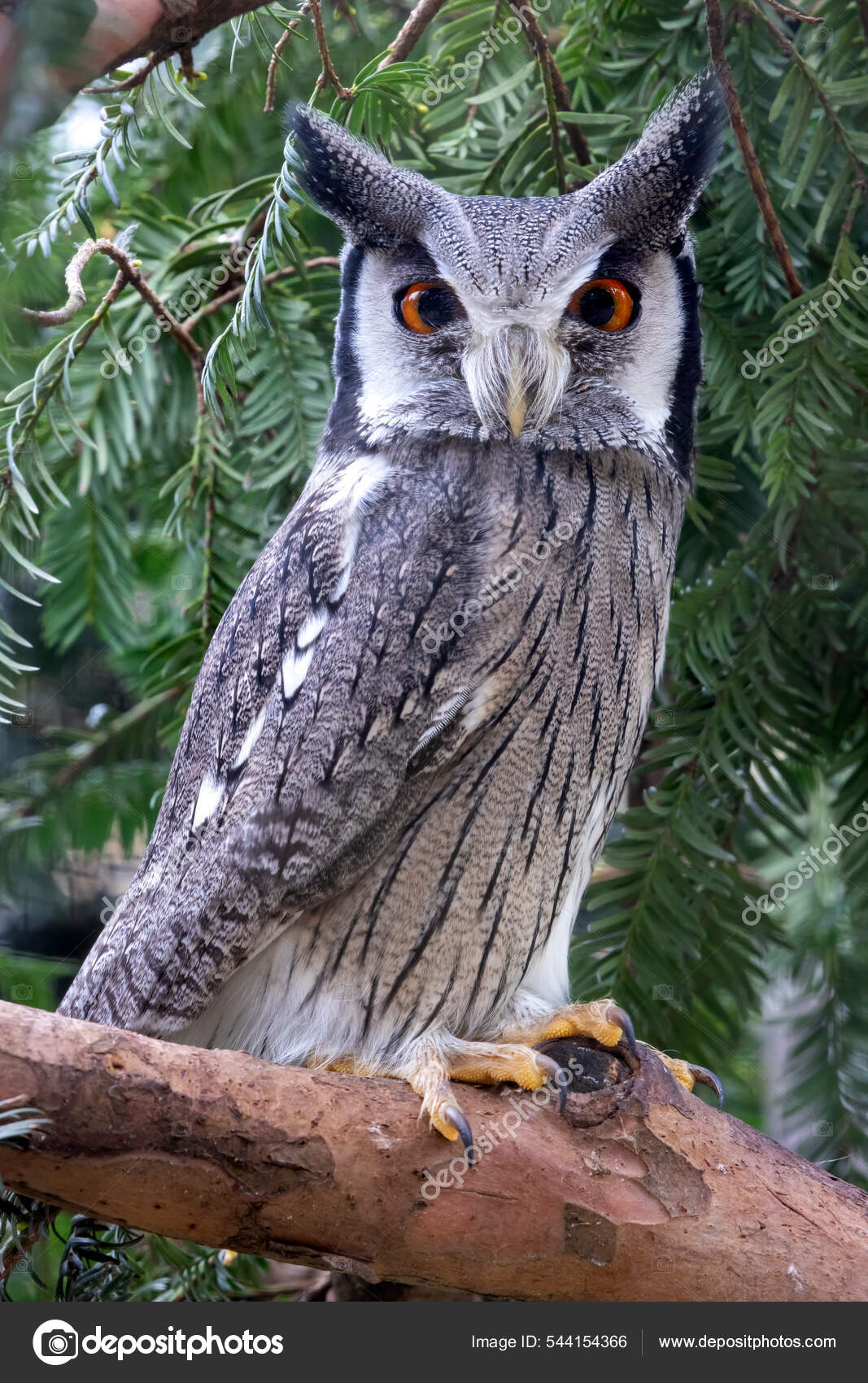 북쪽흰 올빼미 Ptilopsis Leucotis — 스톡 사진 © EBFoto #544154366, image size:1067x1700