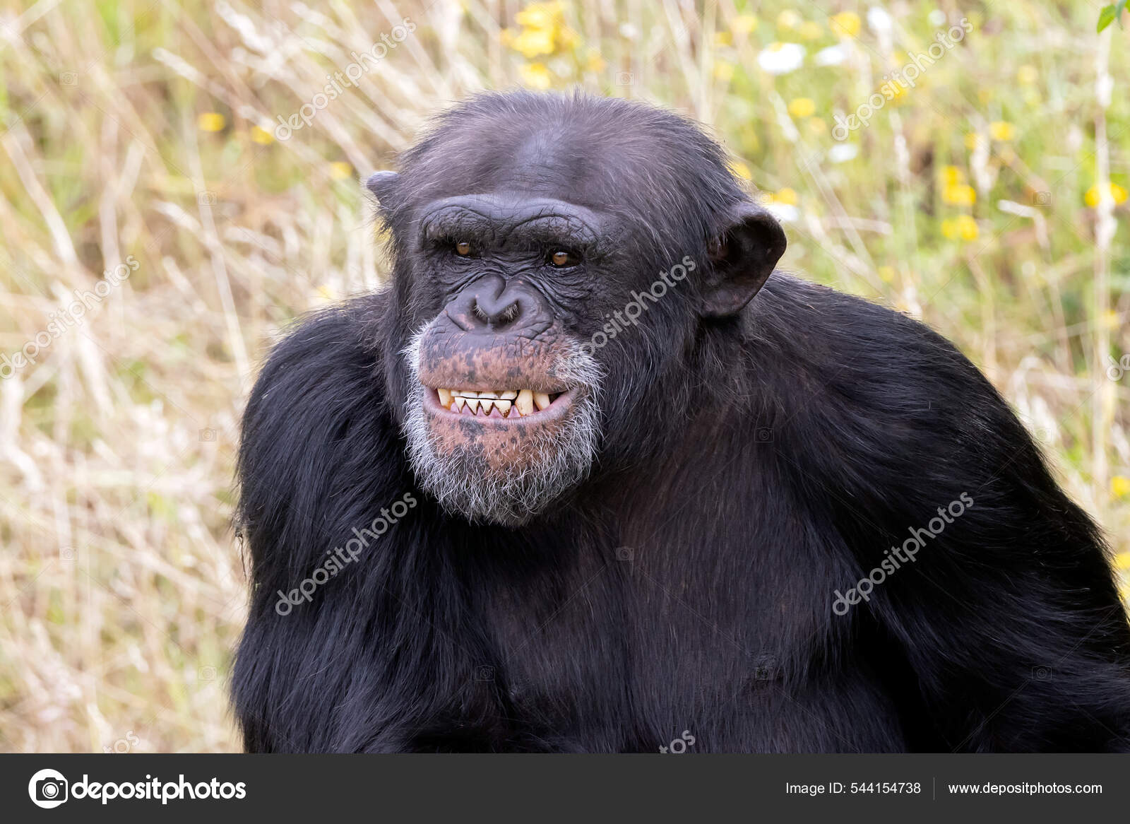 Chimpanzé chimpanzé macaco rosto cabeça macaco (Pan troglodytes) também  conhecido como um chimpanzé comum fotos, imagens de © cheekylorns2 #61296459