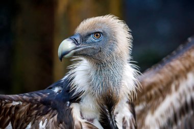 Bir griffon akbabası (Gyps fulvus)