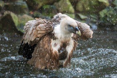 griffon vulture, Gyps fulvus  clipart