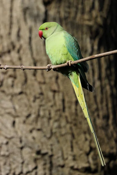 Rosensittich Psittacula Krameri Auf Ast — Stockfoto