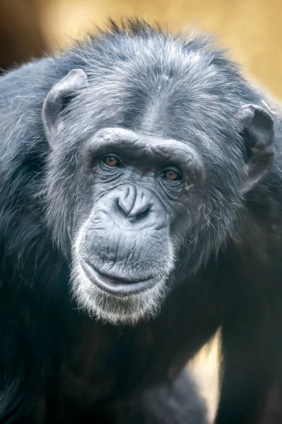 Close Chimpansee Primaat Pan Troglodieten — Stockfoto