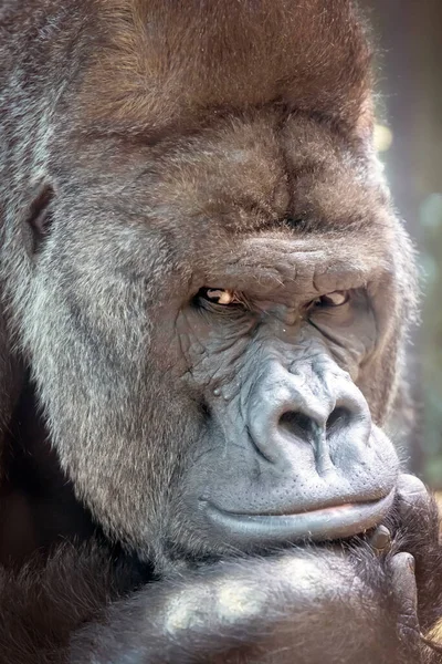 Gorille Des Basses Terres Ouest Portrait Argenté — Photo