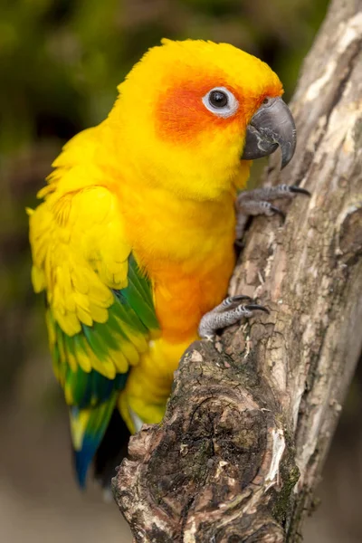 Primer Plano Tiro Perico Sol Aratinga Solstitialis —  Fotos de Stock