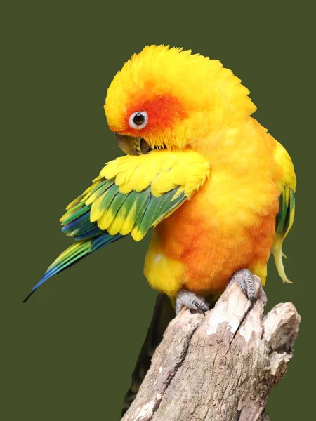 Κοντινό Πλάνο Του Παπαγάλου Του Ήλιου Aratinga Solstitialis — Φωτογραφία Αρχείου
