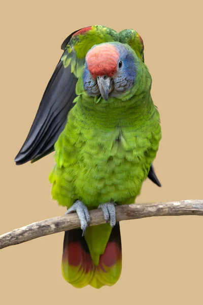 Amazonský Papoušek Červenými Ocasy Amazona Brasiliensis — Stock fotografie