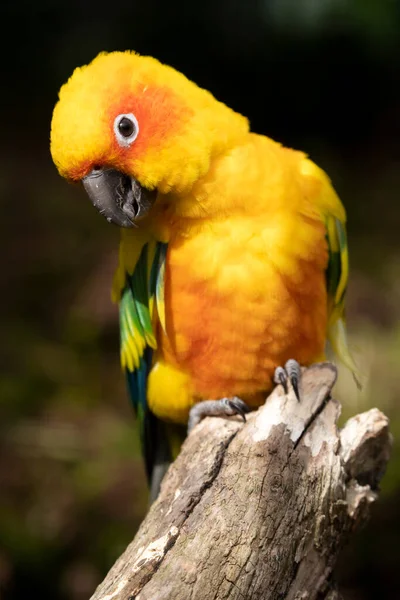 Primer Plano Tiro Perico Sol Aratinga Solstitialis — Foto de Stock