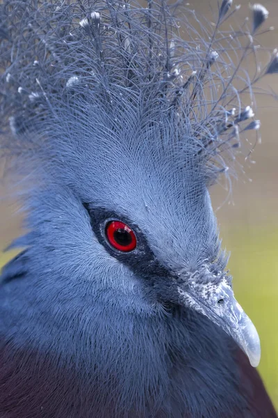 Victoria Paloma Coronada Goura Victoria Plumas Azules Pájaros —  Fotos de Stock