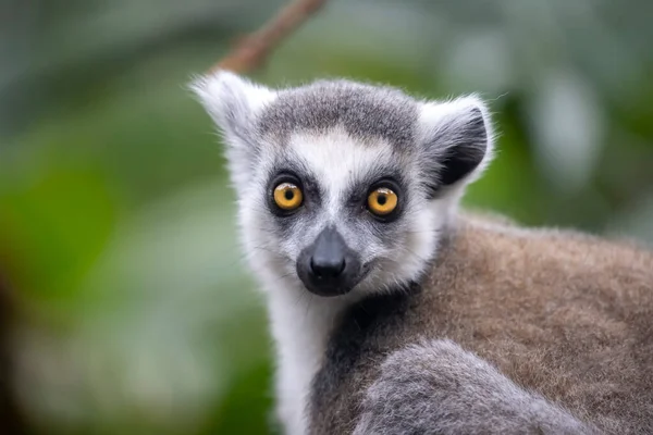 Ogoniasta Małpa Lemur Catta — Zdjęcie stockowe