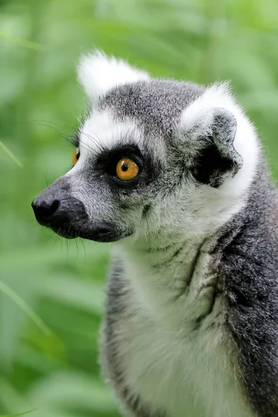 Mono Cola Anillada Lemur Catta — Foto de Stock