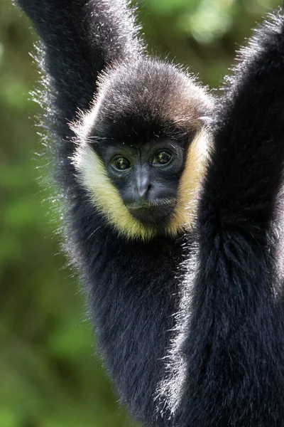 Noord Wit Wang Gibbon Baby Aap — Stockfoto