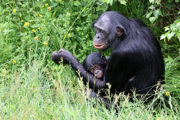 Monos Bonobo Naturaleza Pan Paniscus Madre Con Bebé — Foto de Stock
