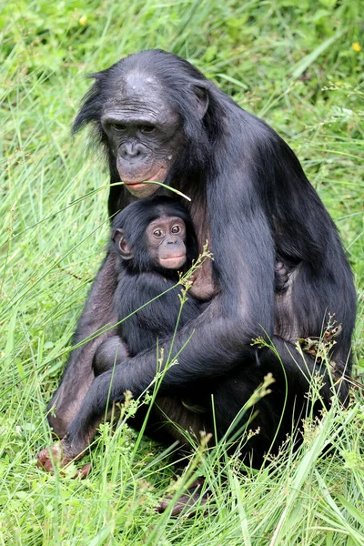 Bonobo Affen Der Natur Paniscus Mutter Mit Baby — Stockfoto
