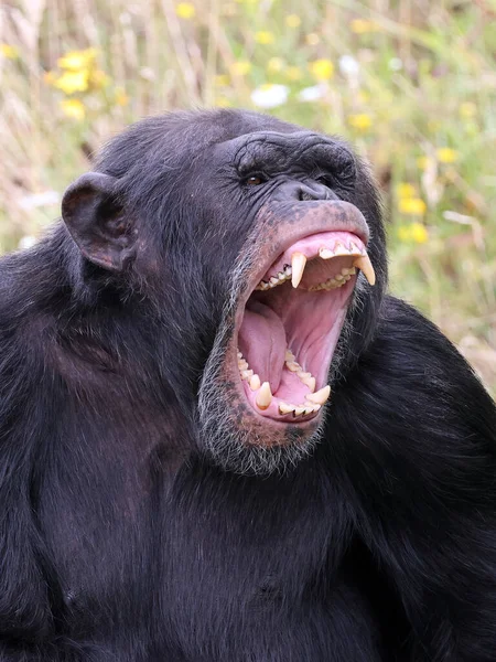 Schreiende Aggressive Wilde Schimpansenprimaten Pan Troglodytes — Stockfoto