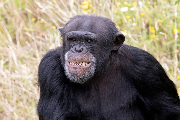 Schimpans Primat Pan Troglodytes Utomhus — Stockfoto