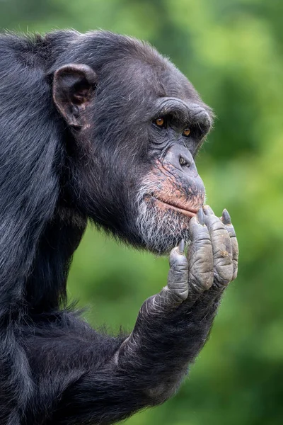 Gros Plan Chimpanzé Primate Pan Troglodytes Dans Pose Pensée — Photo