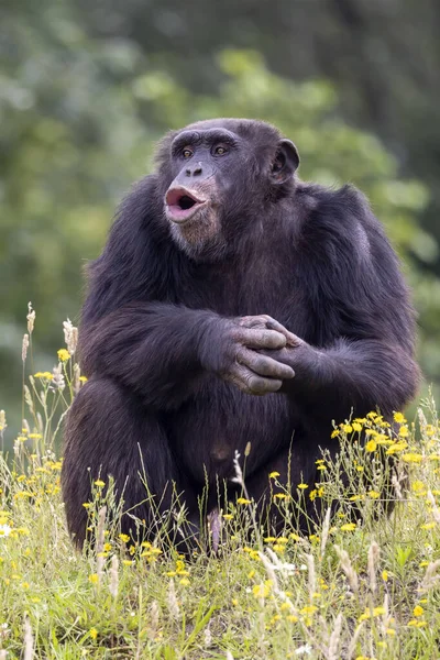 Csimpánz Főemlős Trogloditák Sikoltoznak — Stock Fotó