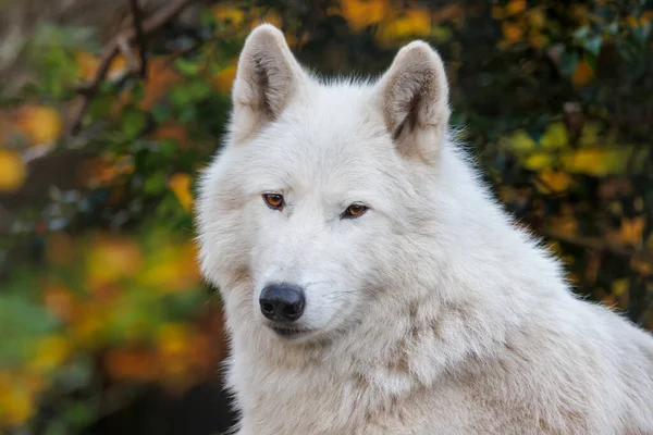 White Wolf Hudson Bay Wolf Canis Lupus Hudsonicus — Stock Photo, Image