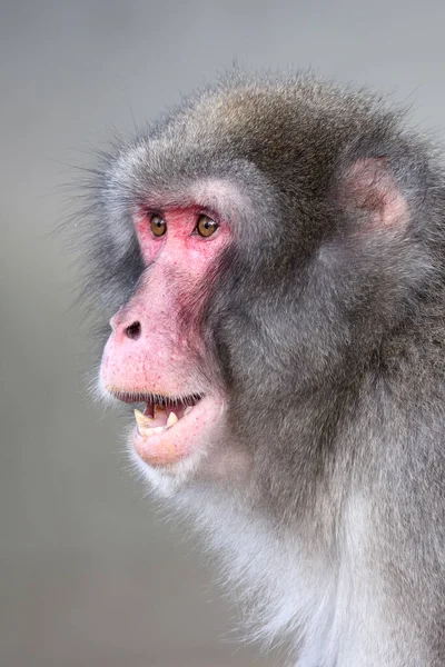 Macaco Japonês Macaca Fuscata Macaco Rosto Vermelho Com Boca Aberta — Fotografia de Stock