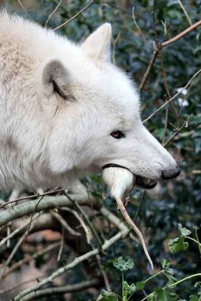 Witte Wolf Eet Rat Hudson Bay Wolf Canis Lupus Hudsonicus — Stockfoto