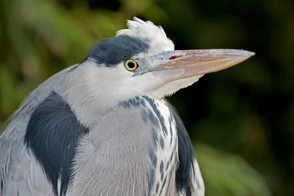 Ardea Cinerea Closeup View Grey Heron Portrait — 图库照片