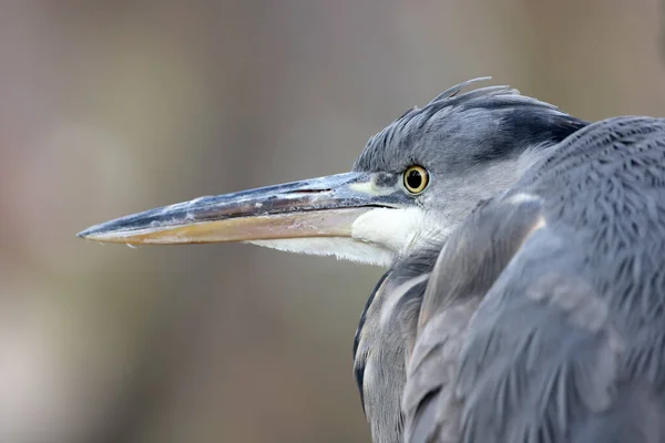 Ardea Cinerea Grey Heron Long Legged Wading Bird Heron Family — Stock Photo, Image