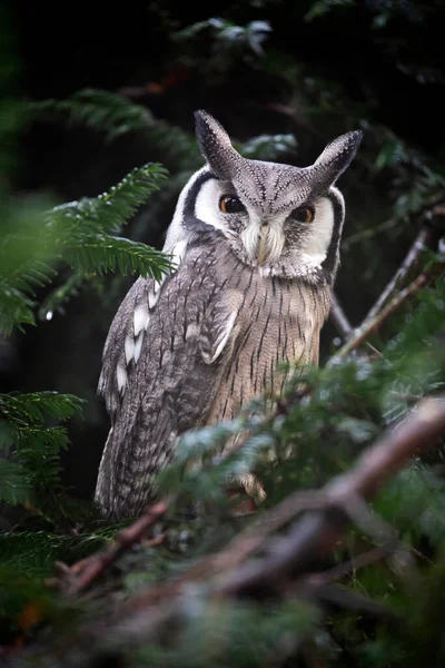 Northern White Faced Owl Ptilopsis Leucotis Birds Tree Forest — Stock Photo, Image