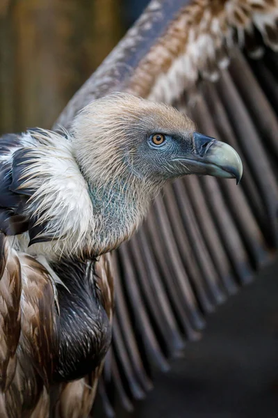 Griffon Vulture Gyps Fulvus Spreading Wings Bird — Stock Photo, Image